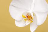 Macro Orchid Flower Blossom