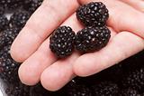 Hand Holding Blackberries