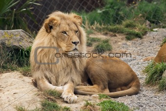 Lazing Lion