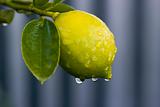 Dew on lemon 02
