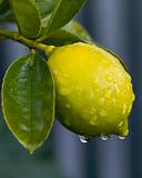 Dew on lemon 01