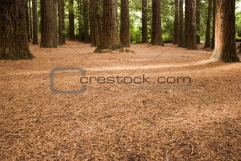 Redwood Forest 04