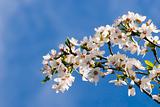 Spring Blossom 03