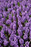 Purple hyacinth
