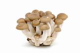 Japanese mushrooms (Bunashimeji)