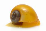 Yellow snail