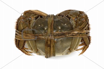 Shanghai crab
