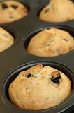 Muffins in baking tray
