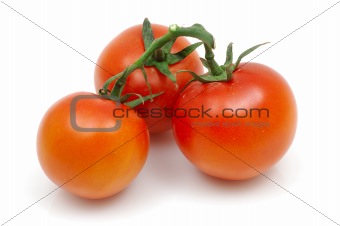 Branch of tomatoes