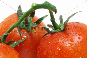 Tomatoes with water droplets