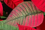 Red poinsettia leaf