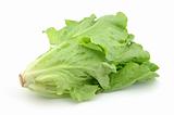 Italian lettuce