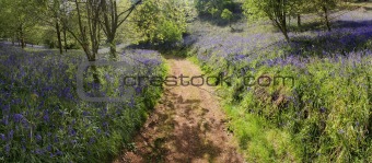 bluebells in wood