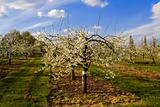 blossom apple orchards vale of evesham worcestershire