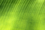 beautiful green palm leaf