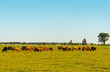 Cows grazing on a field