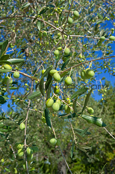 Tuscany olive tree
