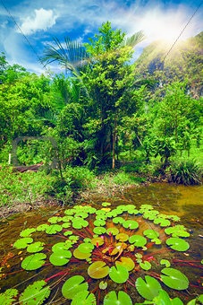 Lotus leaves in tropical forest