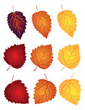 Birch Leaves in Fall Colors Illustration