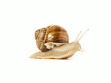 snail isolated 