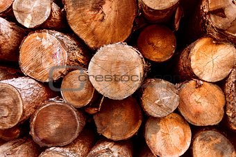 Wood, pile of firewood, forest