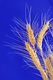 ears of wheat isolated
