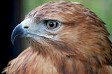 Hawk profile