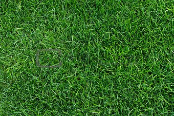 Stadium grass