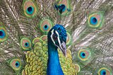 Peacock portrait close-up