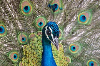 Peacock portrait close-up