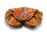 steamed chinese mitten crab, shanghai hairy crab