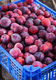 Fresh ripe red plums 