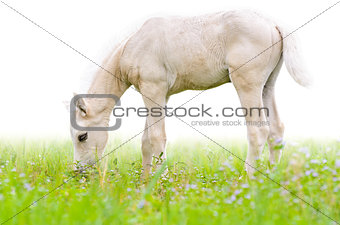 Horse foal in grass isolated on white 