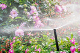 water sprinkler in flower garden