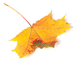 Multicolor autumn maple-leaf on white background