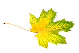Yellowed multicolor autumn maple-leaf