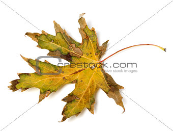 Dried autumn leaf