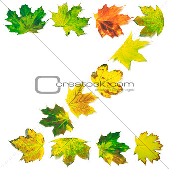 Letter Z composed of multicolor maple leafs