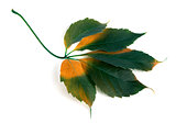 Multicolor grapes leaf (Parthenocissus quinquefolia foliage)