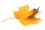 Multicolor autumn maple-leaf