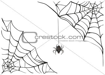 Spiderweb. Big black spider web. Black scary spider of web. Poison spider
