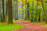 path with fallen leaves in autumn park