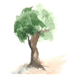 Old watercolor tree with green foliage on brown trunk