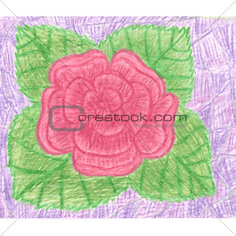 Red rose with green leafs on violet background, blooming flower