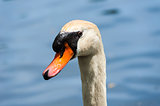 Close-up of wet mute swan head on blurred background
