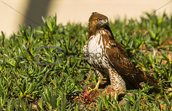 Young Red Tailed Hawk with Prey