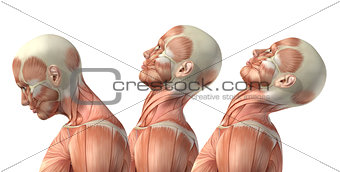 3D male medical figure showing cervical flexion, extension and h