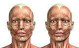 3D male medical figure showing mandible lateral deviation