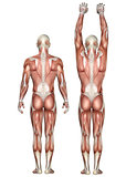 3D medical figure showing scapula upward and downward rotation