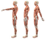 3D medical figure showing shoulder flexion, extension and hypere